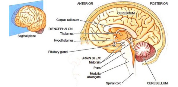 Structures Of The Brain Quiz! Ultimate Trivia - ProProfs Quiz